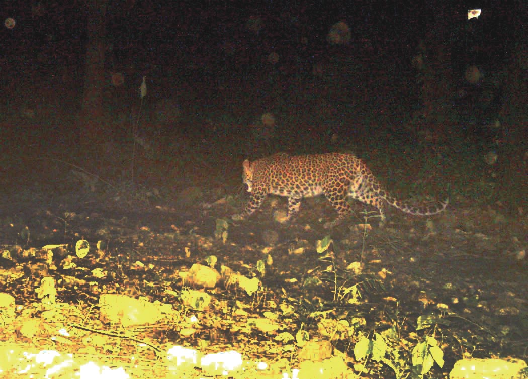 File - A leopard sighted inside Chitwan National Park in this recent picture. Photo: THT