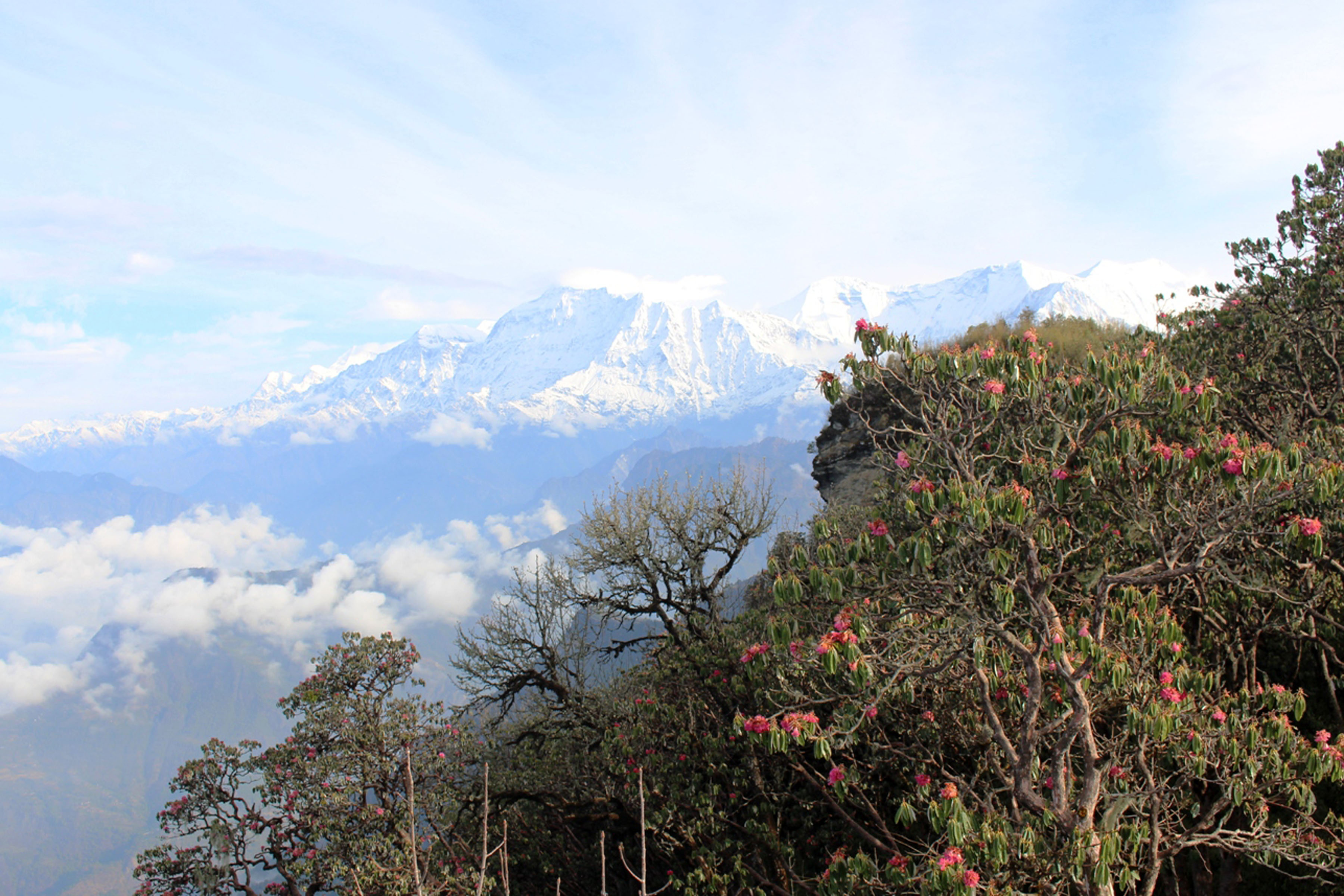 Dhaulagiri Mountain as seen from Malika Hill at 3400 metres above sea level in Myagdi . In the fore, Rhododendrons are seen in full blossom. Photo: Santosh Gautam/RSS