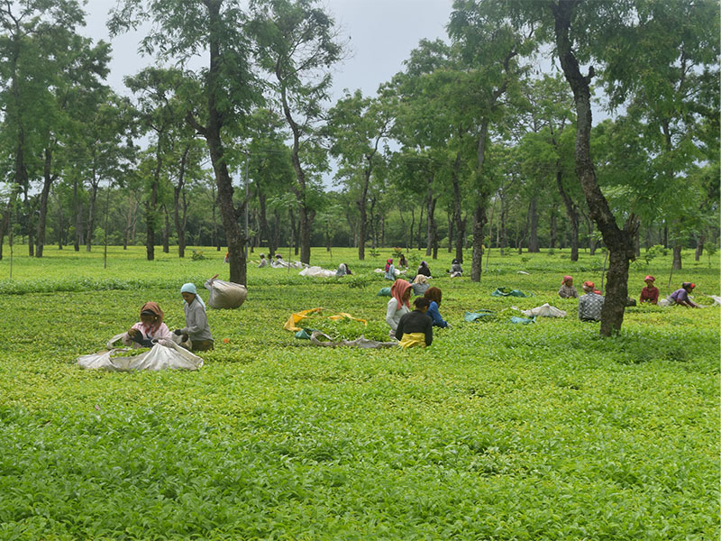 Labourers are seen picking tea leaves at a tea garden in Jhapa district, on Tuesday, May 15, 2018. Photo: RSS