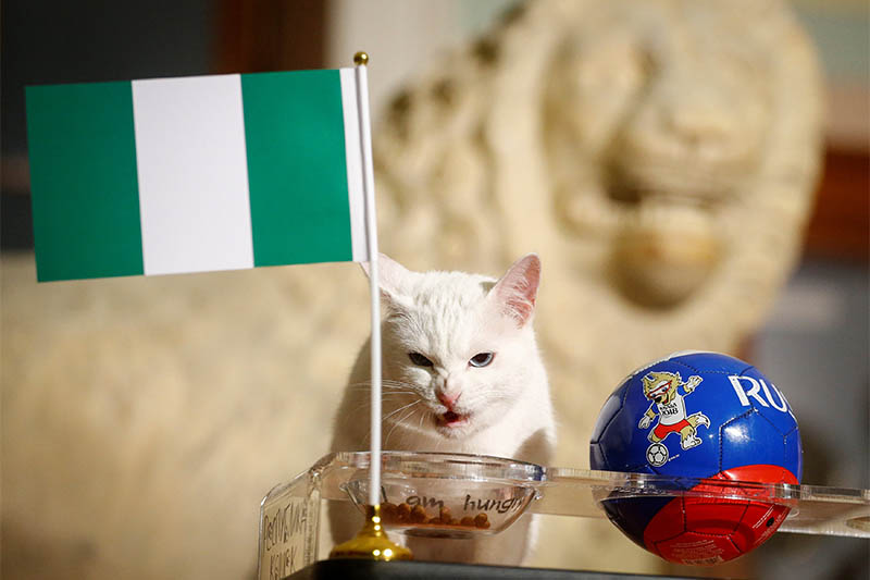 Achilles the cat, that lives in St Petersburg's Hermitage museum, chooses Nigeria while attempting to predict the result of the match of the soccer World Cup between Argentina and Nigeria in Saint Petersburg, Russia June 26, 2018. Photo: Reuters