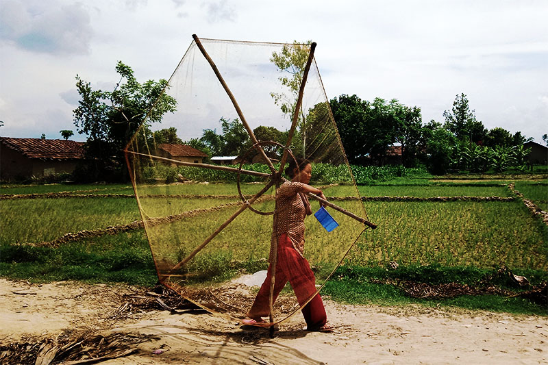 A woman walks past a paddy field carrying a fish-trap in Shuklaphanta Municipality-12, Kanchanpur on Saturday, June 30, 2018.n