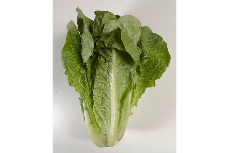 File - This undated photo shows romaine lettuce in Houston. 