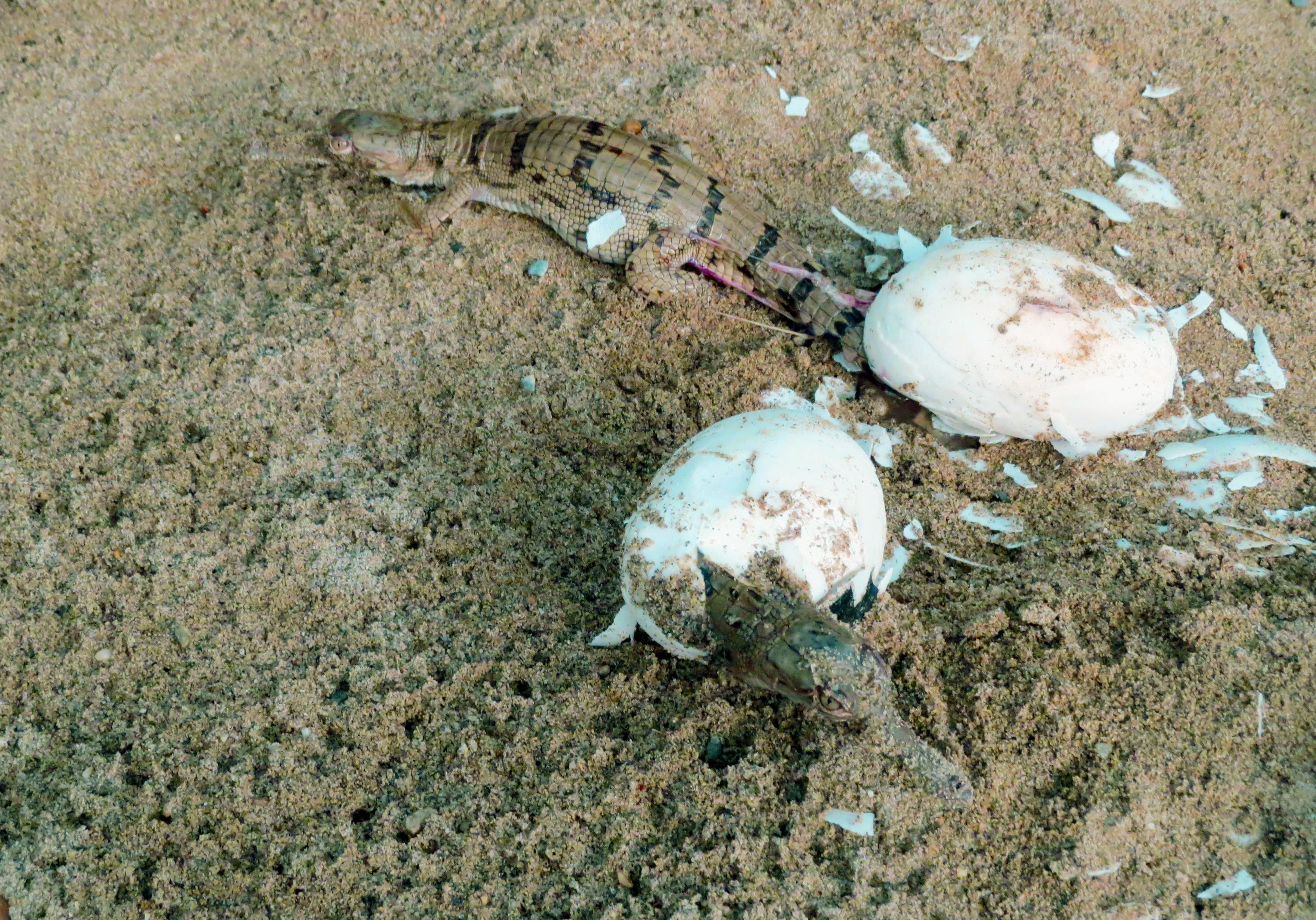 FILE: Baby Gharials emerge out of their shells at Kasara based breeding centre in Chitwan. Photo: Tilak Rimal/THT