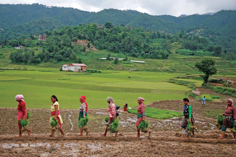 Women holding rice saplings walks along the field during National Paddy Day, also called Asar Pandra, that marks the commencement of rice crop planting in paddy fields as monsoon season arrives, in Lalitpur, Nepal, on June 29, 2018. Photo: THT