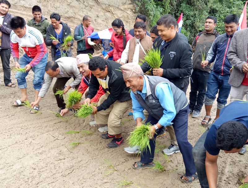 Nepali Congress cadres planting rice saplings on a muddy road, in Dolakha, on Friday, June 29, 2018. Photo: THT