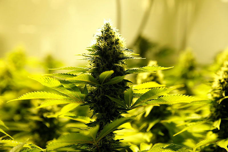Marijuana plants are seen in an indoor marijuana plantation of a marijuana's smokers club in the outskirts of Montevideo, Uruguay, on July 16, 2017. Photo: Reuters