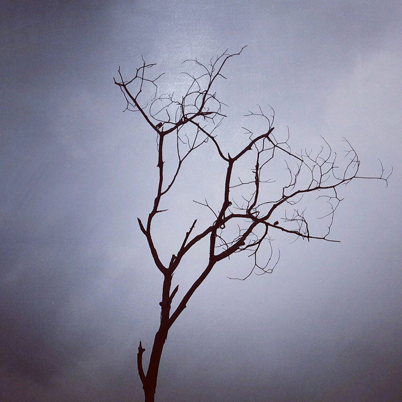 A bare tree, on which a few birds rest, stands solitary against the monsoon sky in Anamnagar, Kathmandu, on Thursday, July 5, 2018. Photo: Priyanka Adhikari/THT