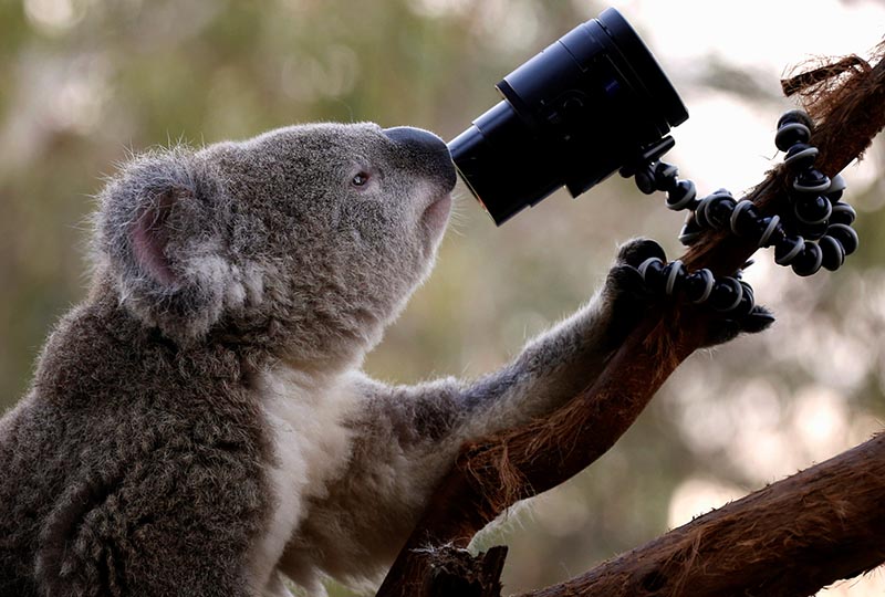 An Australian Koala looks at a camera as it sits atop a branch in its enclosure at Wild Life Sydney Zoo April 3, 2014. Photo: Reuters/ File