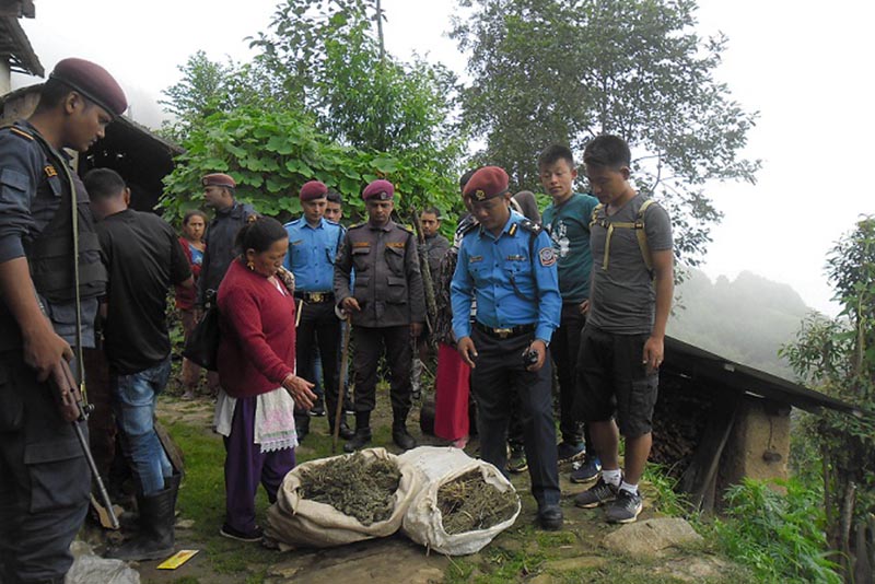 Police confiscating marijuana found during a raid in Dharatar of Bhojpur Municipality-10, in Bhojpur district, on Wednesday, August 1, 2018. Photo: Niroj Koirala