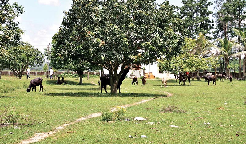 Cattle grazing on the premises of Rajbiraj-based Gajendra Narayan Singh Industrial Estate in Saptari, on Thursday, August 2, 2018. Photo: THT