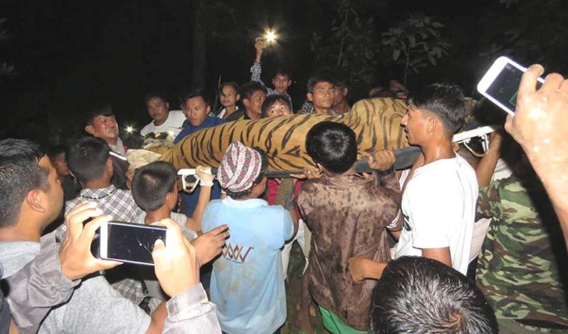 People gather to see and take photos as the security personnel and staffers deployed from Chitwan National Park carry a sedated man-eating tiger to the park, in Madi Municipality-9, Chitwan district, on Thursday, August 30, 2018. Photo: Kamal Gaire via RSS