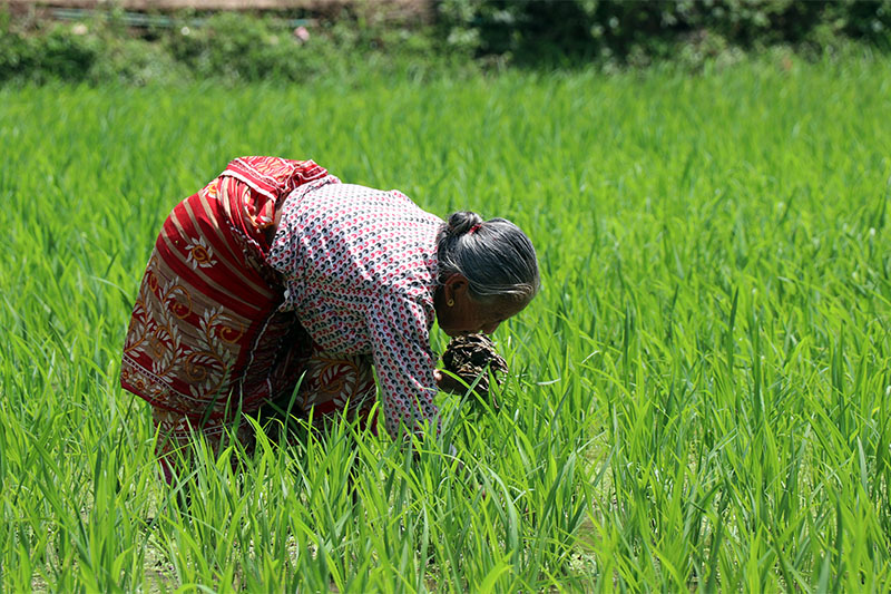 An elderly woman works in a paddy field in Chapagaun of Lalitpur, on Saturday, August 4, 2018. Photo: RSS