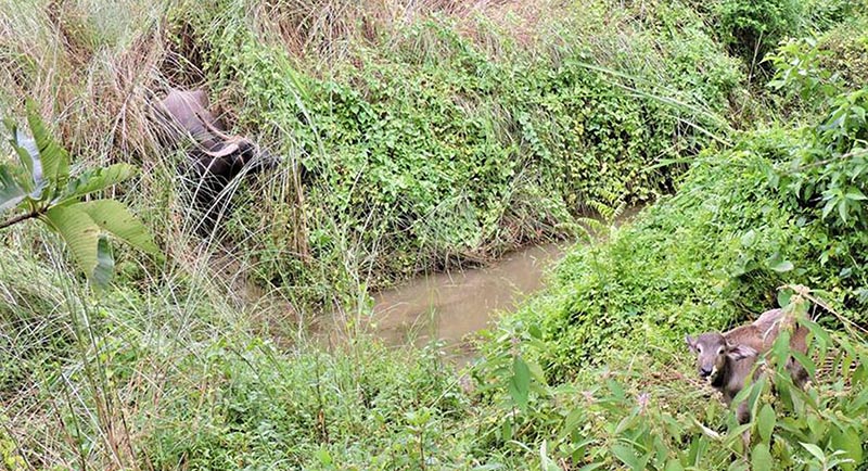 This image shows a wild water buffalo on the bank of a brook and her newly-born calf (right) at Chitwan National Park, in Chitwan district, on Friday, August 24, 2018. Photo: RSS