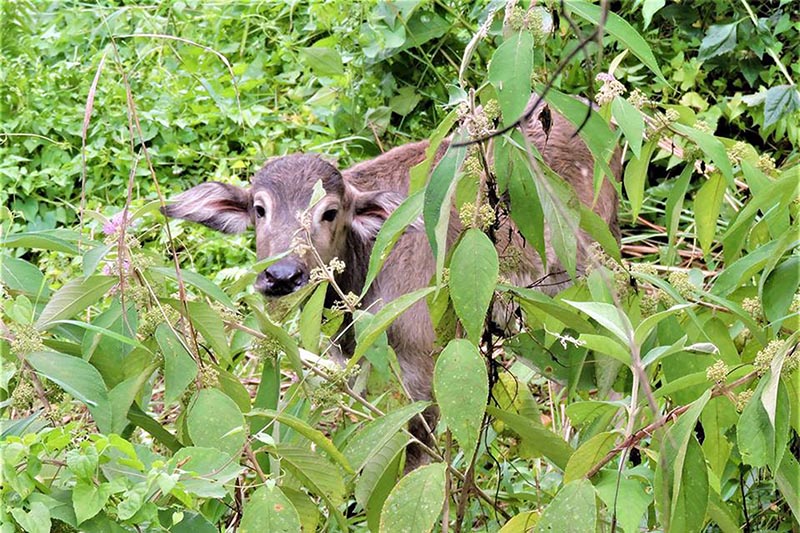 The newly-born calf of wild water buffalo translocated from Koshi Tappu Wildlife Reserve (KTWR) to Chitwan National Park, in Chitwan district, as pictured on Friday, August 24, 2018. Photo: RSS
