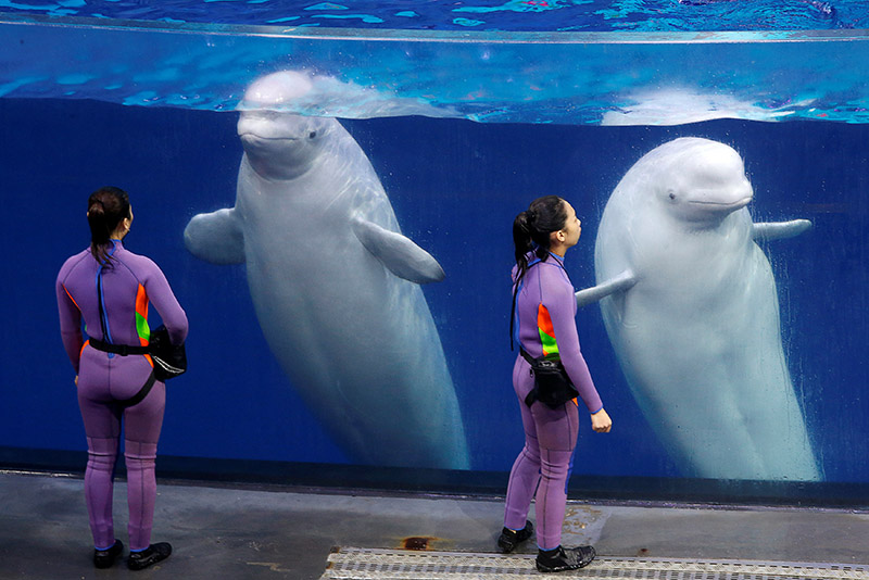 Trainers interact with belugas after a show at the Beluga Theatre of Chimelong Ocean Kingdom in Zhuhai, China, in this picture taken on September 4, 2018. Photo: REUTERS