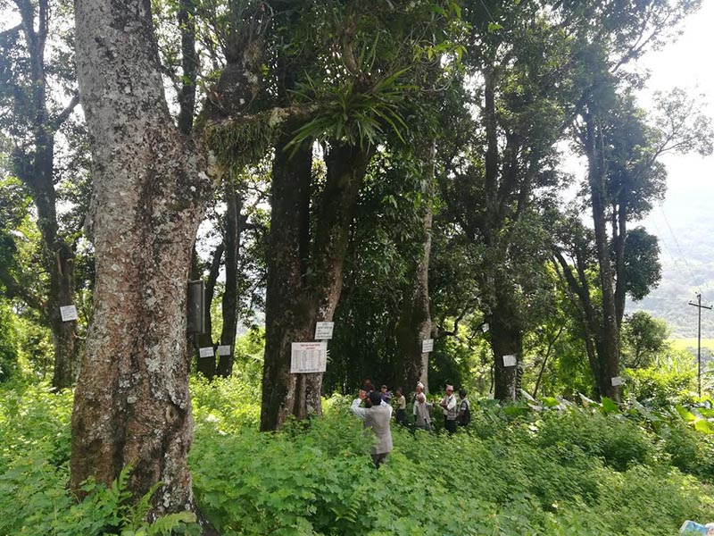 Locals protecting a mango garden at Rainas Municipality, Lamjung, on Monday, September 10, 2018. Photo: THT