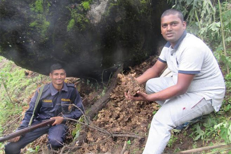 Official shows seized hidden herb at a nearby jungle area in Bajura district. Photo: Prakash Singh