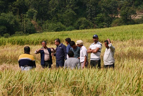 Officials inspecting paddy ruined by maggot outbreak in Thanke Rural Municipality, Dhading, on Friday, October 26, 2018. Photo: THT