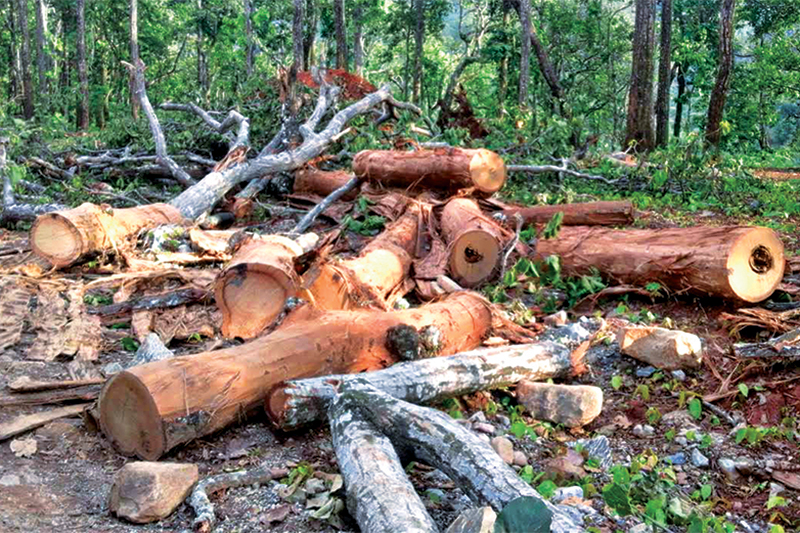 Trees, which were felled for  constructing a number of projects, kept in District Forest Office, Udayapur, on Thursday, October 11, 2018. Compensatory afforestation fo the felled trees has yet to be done.