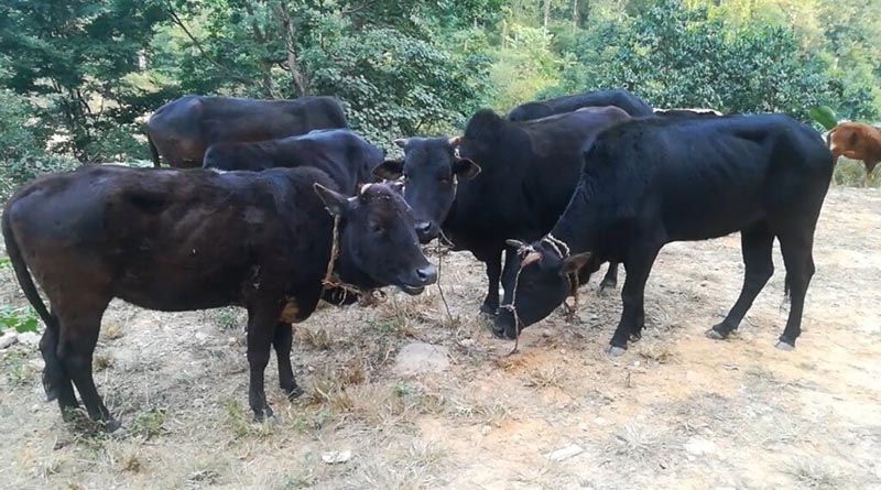 A herd of cattle held by police post, at Nalang Baireni of Dhading district, on Tuesday, November 20, 2018. Conveyance of herds of cattle to the northern region of the district has increased of late. Photo: Keshav Adhikari/THT