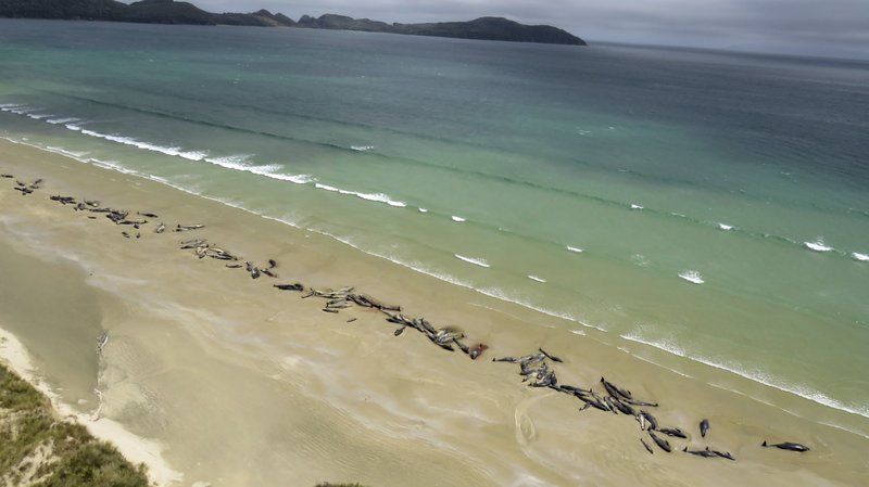 In this Sunday, Nov. 25, 2018 photo, pilot whales lie beached at Mason Bay, Rakiura on Stewart Island, New Zealand. Photo: AP