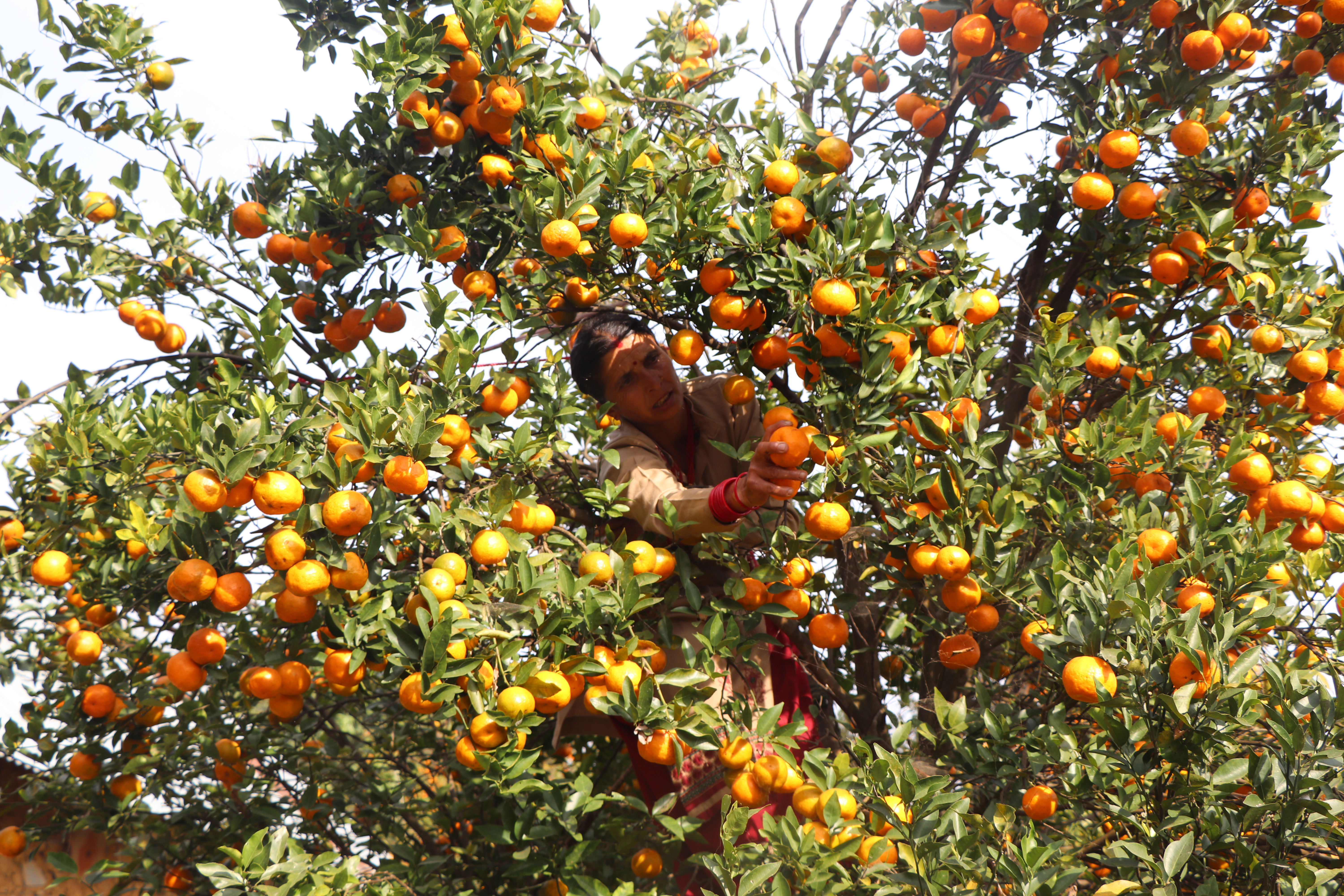 A woman picks oranges in her yard at Harinas Rural Municipality in Syangja District on November 29, 2018. Photo: Tilak Ram Rimal/THT  