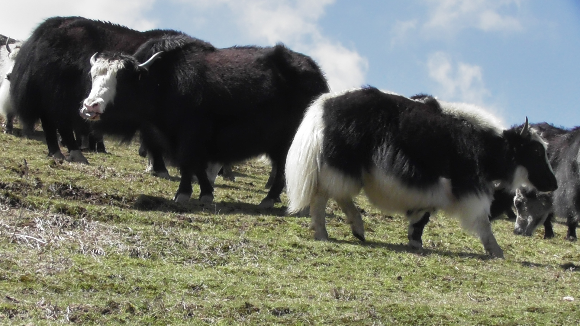 Yaks pictured in pasture at Char Rate in Panchthar district of Province 1. Photo: Laxmi Gautam/THT