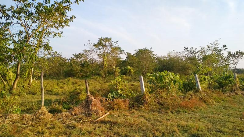 A view of poor fencing of Koshi Tappu Wildlife Reserve in Tapeshwari area of Belaka Municipality in Udayapur district,  on December 8, 2019. Herds of wild cattle and elephants inhabiting the KTWR bypass the fence and destroy crops in the region. Photo: Suresh Chaudhary/THT