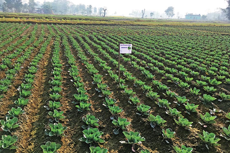 Organic cabbage being grown on an agricultural field owned by Golyan Group, in Maharanijhoda, Jhapa. Photo: THT