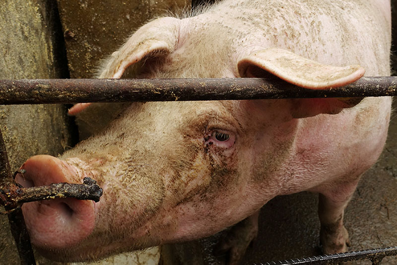 A pig is seen on the farm of pig farmer Han Yi at a village in Changtu county, Liaoning province, China January 17, 2019. Photo: Reuters