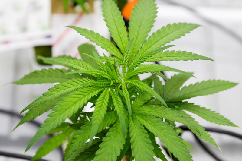 A small marijuana plant grows in a lab in Canada, October 9, 2018. Photo: Reuters/File