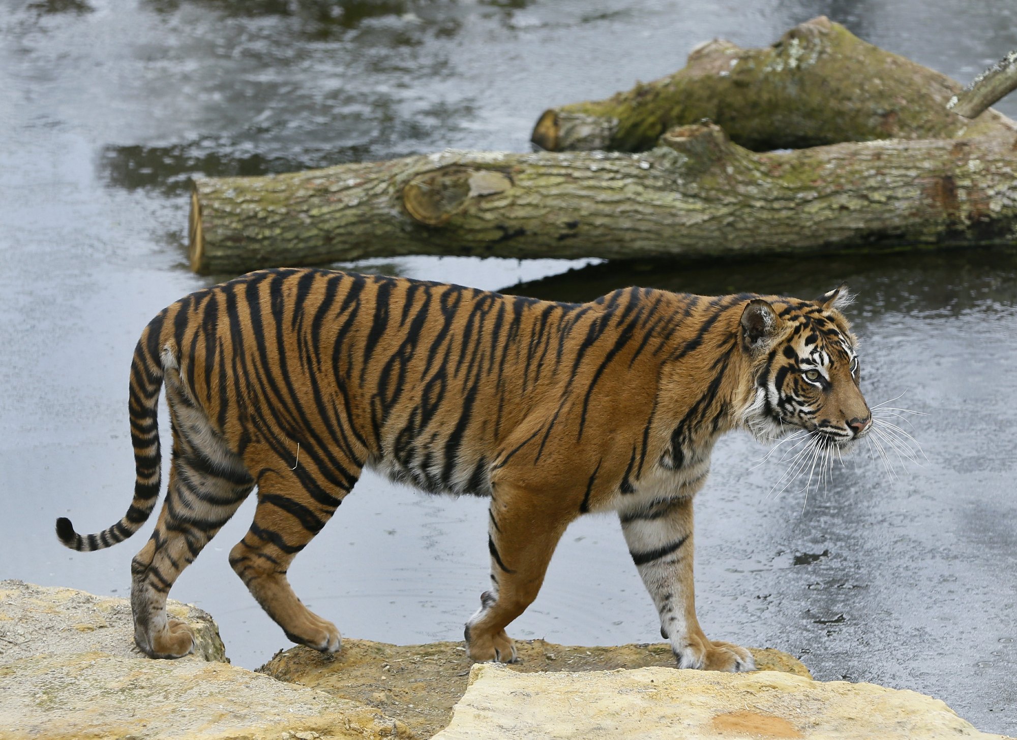 FILE - In this Wednesday, March 27, 2013 file photo, Melati a female Sumatran Tiger walks past her frozen pool, at London Zoo. Photo: AP