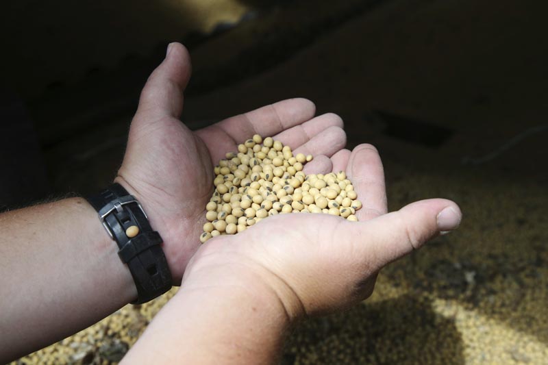 A farmer holds soybeans from the previous season's crop at his farm in southern Minnesota on July 18, 2018. Photo: AP/File