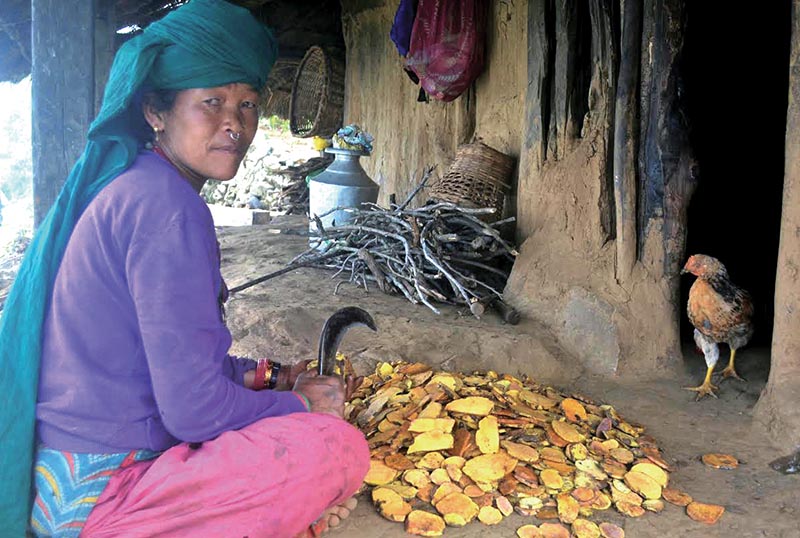 A Chepang woman peeling wild fruits in Dhading, on Sunday. Photo: THT