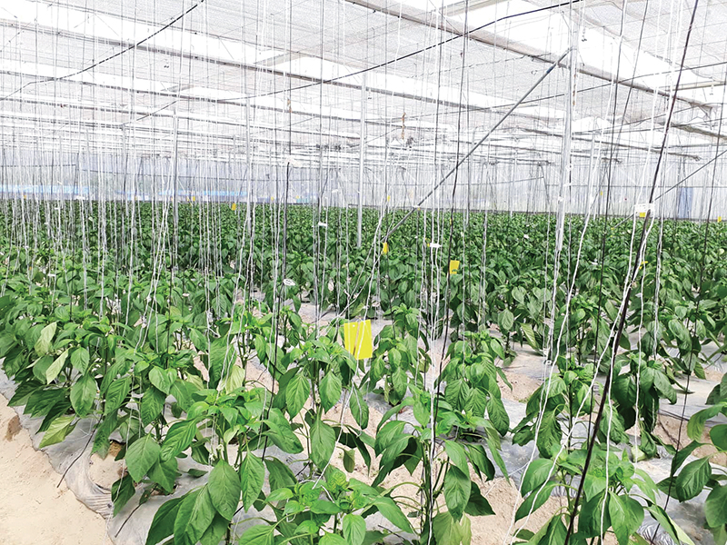A view of capsicum being grown in a high-tech greenhouse, in Hemja, Kaski district. Photo: THT
