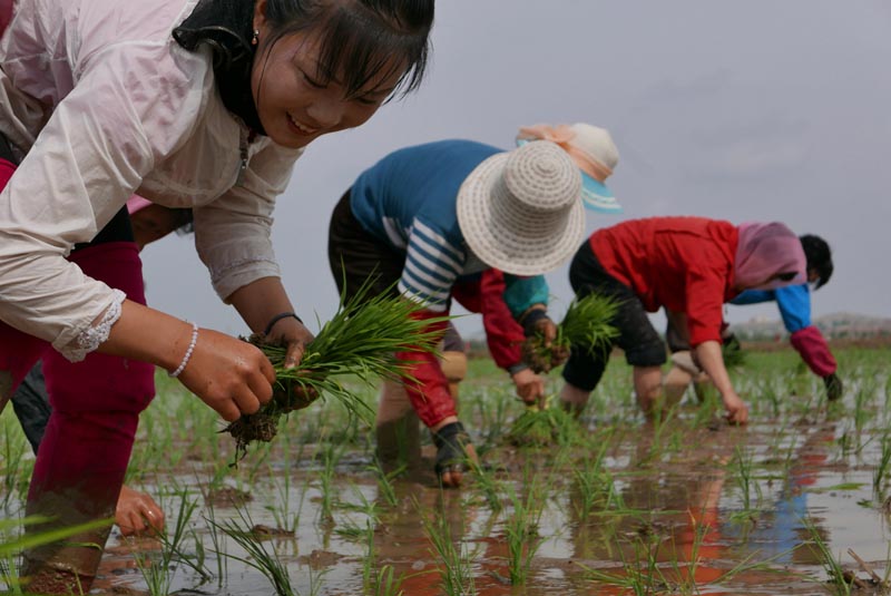 In this May 17, 2019, photo, North Korean farmers plant rice seedlings in a field at the Sambong Cooperative Farm, South Pyongan Province, North Korea. Photo: AP