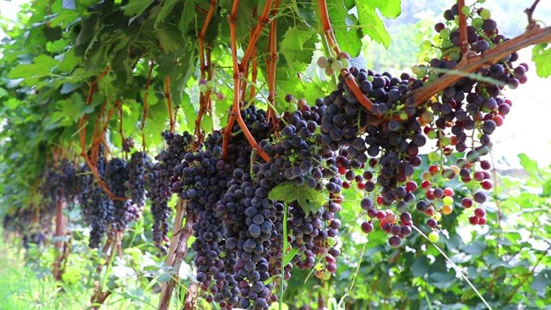 Black grapes growing in Karki's farm in Thakre Rural Municipality-10 of Dhading district. Photo: Keshav Adhikari/THT