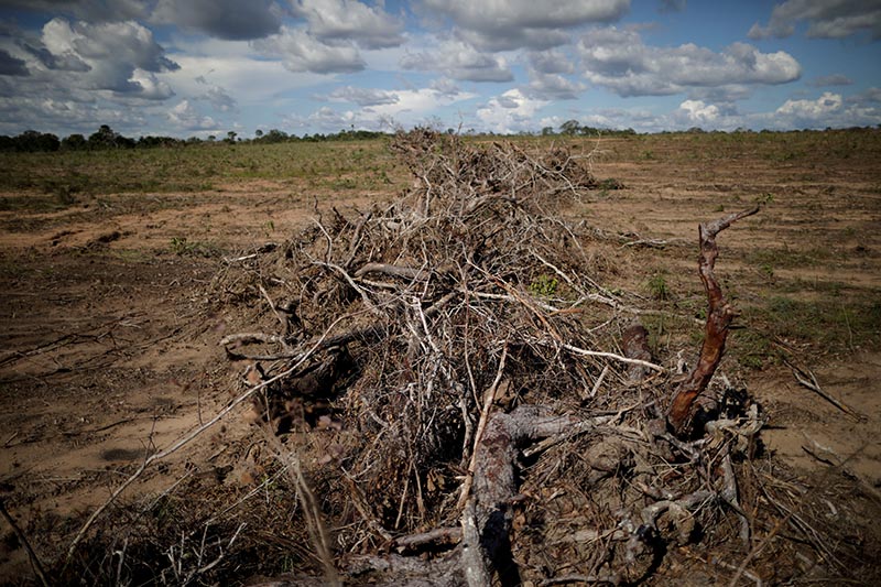 Branches and roots are piled on a farm after deforestation in Palmeirante, Brazil. Picture taken February 16, 2018. Photo: Reuters/File