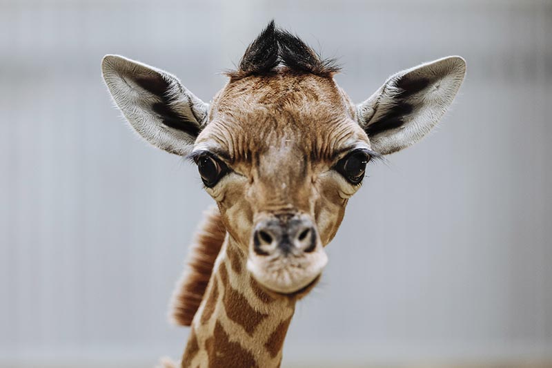 An infant giraffe is seen at the zoo of Vincennes, in Paris, Friday, July 5, 2019. The Zoologique Parc de Paris says the infant giraffe was born on Wednesday after a 13-month pregnancy by his mother, Goumie, an 11-year-old. The zoo is among the most important in Europe for giraffes, especially Kordofan giraffes from West Africa. Photo: AP