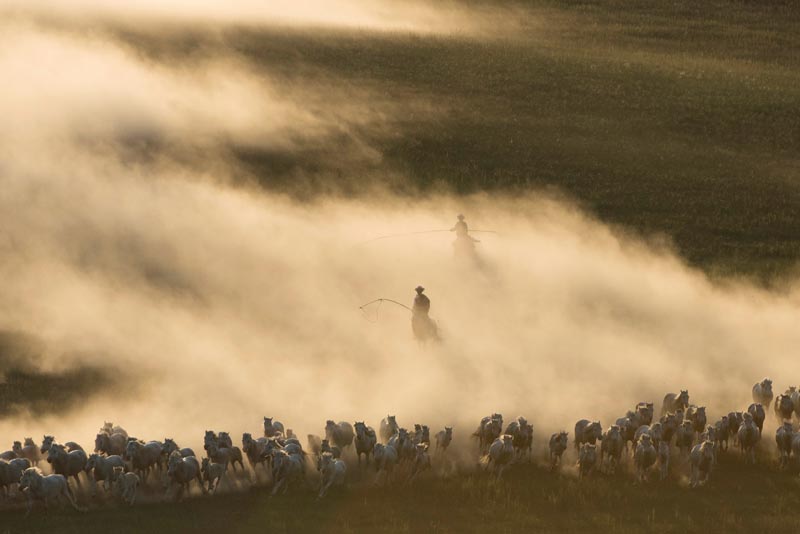 Horses run on the grassland of Ujimqin in Inner Mongolia Autonomous Region, China July 21, 2019. Photo: Reuters