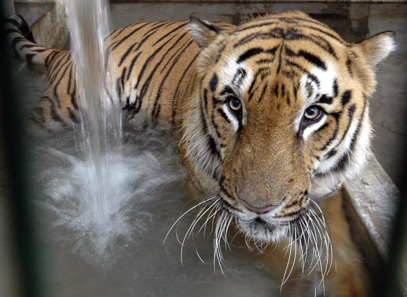 A tiger cools off at its enclosure at the zoo in Ahmadabad, India, May 5, 2009. Photo: AP/File