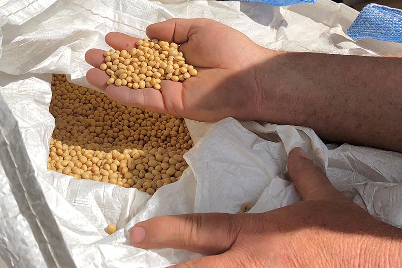 FILE - Farmer Dave Walton holds soybeans in Wilton, Iowa, US May 22, 2019. Photo: Reuters