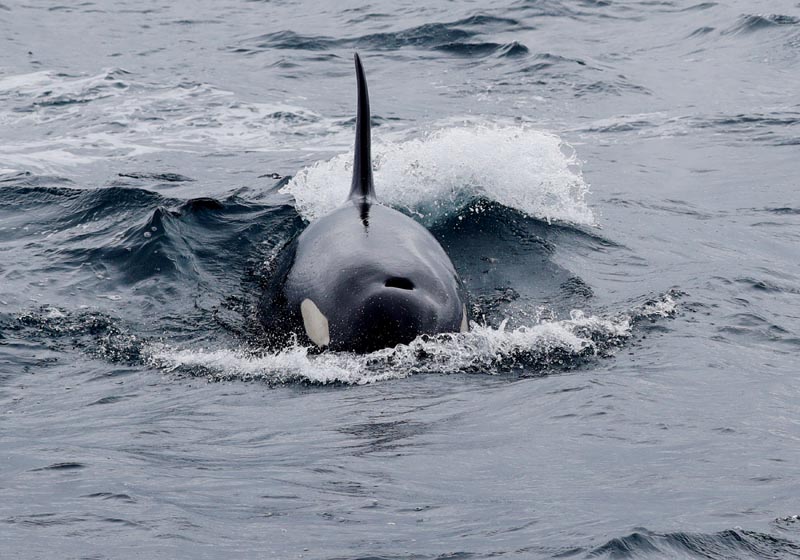 A killer whale swims in the sea near Rausu, Hokkaido, Japan, July 1, 2019. Picture taken July 1, 2019. Photo: Reuters