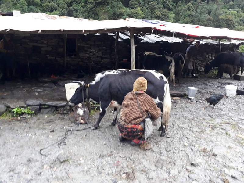 A farmer milking a yak in a shed of Dhading district. Photo: Keshav Adhikari/THT