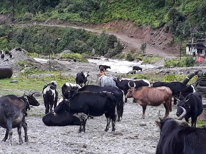 A herd of yaks gazing in a farm of Dhading district. Photo: Keshav Adhikarki