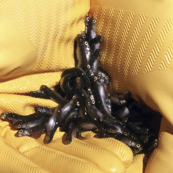 This undated photo provided by the Alaska Department of Fish and Game in August 2019 shows pink salmon fry. Photo: ADF&amp;G via AP