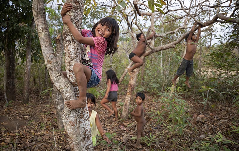 Children of the Nambikwara Sarare tribe climb trees as they play in their indigenous reserve in the southwestern Amazon, near Conquista D'Oeste, in the Brazilian state of Mato Grosso on August 29, 2019. Photo: AP