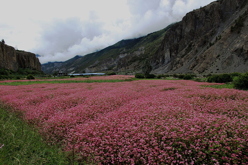 A buckwheat field as pictured in Manang district, on Tuesday, August 20, 2019. Photo: Ramji Rana/THT