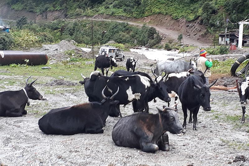 A herd of yak in Somdang area of Ruby Rural Municipality of Dhading district, on Friday, August 16, 2019. Photo: Keshav Adhikari/THT