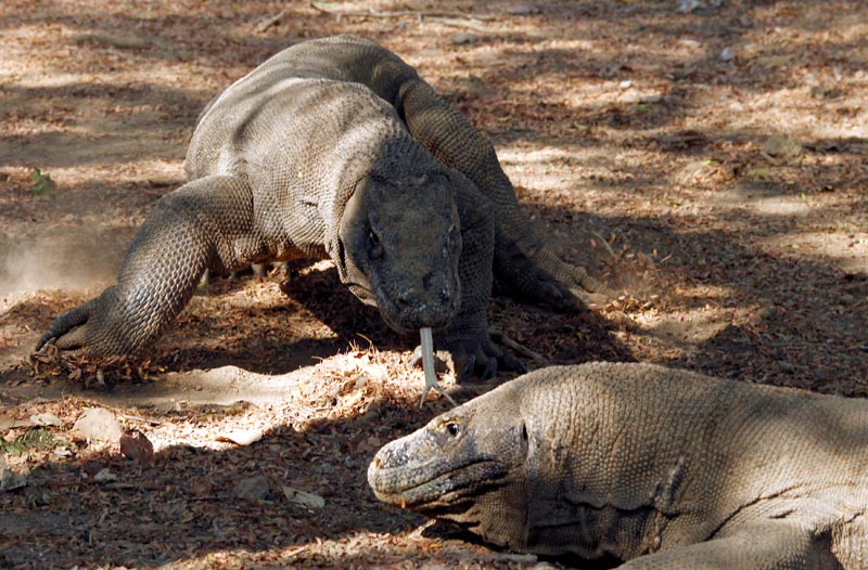 FILE: Komodo dragons walk at the Komodo National Park in Indonesia's Komodo island October 4, 2011. Photo: Reuters